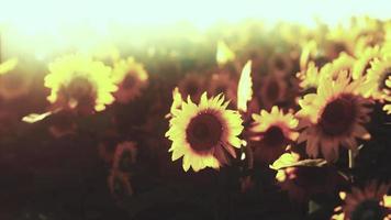 helle sonnenblume im sonnenuntergangslicht mit selektivem fokus der nahaufnahme