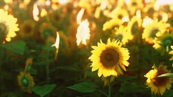 Sunflower field landscape at sunset video