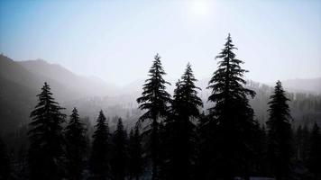 8k árvores de cone cobertos de neve de inverno na montanha video