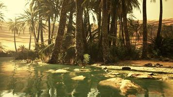 Panorama of Beautiful Oasis surrounded by sand dunes video