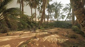 Palm Trees in the Sahara Desert video