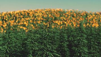 green technical marihuana cannabis field
