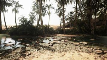 oasi in mezzo al deserto con molti alberi video