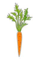 Hand drawn carrot with tops. vector