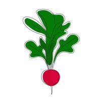 Hand drawn radish with tops. vector