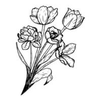 Vector tulips illustrated in black and white. Bouquet of flowers.
