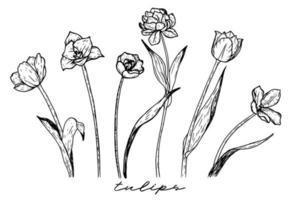 Set of tulips black and white pattern isolated. Contour pencil drawing. Hand drawn sketch. Flowers doodles. vector