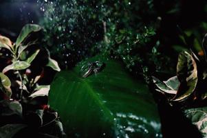 A pair of wedding rings on green leaf photo