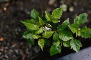 A pair of wedding rings on green leaf photo