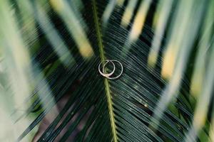 A pair of wedding rings on green leaf photo