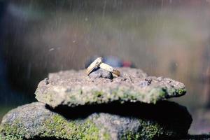 A pair of wedding rings on a rock. Wedding rings symbol love family. photo