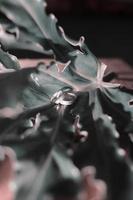 A pair of wedding rings on a green leaf photo