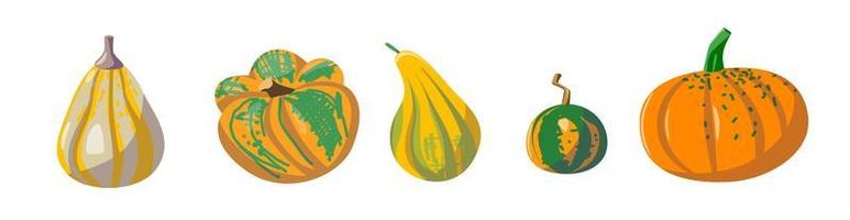 A set of different types of pumpkins. vector illustration in cartoon style