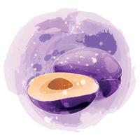 Plum watercolor clipart illustration with purple background. vector