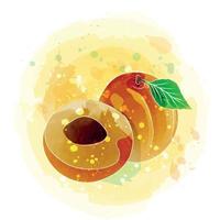 Apricot watercolor clipart illustration with yellow background. vector