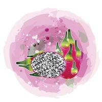 Dragon fruit watercolor clipart illustration with pink background. vector