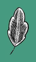 leaf sketch logo. tree leaf isolate. tree stylized - vector illustration in flat style. herbarium hand drawn