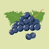 Branch of dark blue grapes with green leaves on the background. One grape berry is sliced. vector