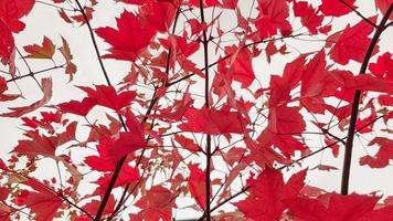 Autumn colorful red maple leaf of Japanese garden from under the maple tree. Autumn branch of maple tree with red leaves photo