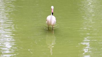 Pink flamingo is a genus of birds from the family of a flaming squad of flamingoids on a lake or pond. photo