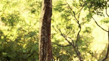 brouillard dans la forêt tropicale et rayon de soleil video