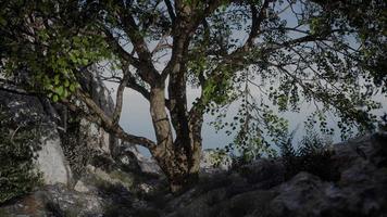 gran árbol con formaciones rocosas en la ladera de la montaña video
