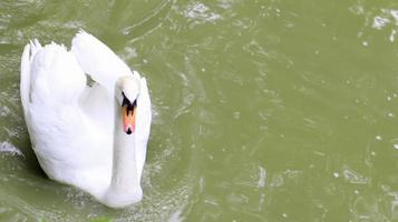 White swan is a bird from the genus of the swans of the family of ducks, which has white plumage in the summer on a lake or pond. photo