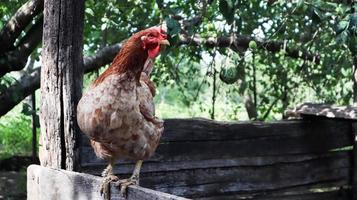 One large red-brown laying hen in the countryside on a sunny day against a colorful summer background. Loman Brown belongs to the egg type of chickens. Poultry breeding, chicken and egg production. photo