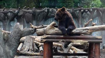 A large pensive brown bear sitting in a zoo behind glass. A circus animal sits in a magnificent pose and thinking. photo