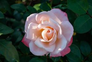 tierna rosa grande sobre un fondo oscuro en el jardín foto