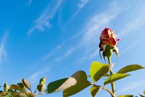hermoso arbusto de rosas rojas en un jardín matutino de verano contra un brillante día de verano y un cielo azul. copie el espacio foto