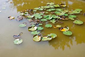 Marsh plants. Vegetation on the surface of the swamp. Background. photo