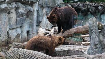 A large pensive brown bear sitting in a zoo behind glass. A circus animal sits in a magnificent pose and thinking. photo