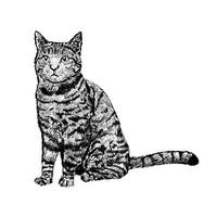 illustration of cat on white background vector