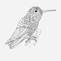 kolibri. for coloring page vector