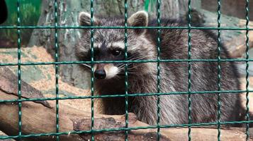 A raccoon in a cage in a zoo is scanning the grill. Portrait of a raccoon looking at the camera without touching the eyes. genus of predatory mammals of the raccoon family. inhabitants of America. photo