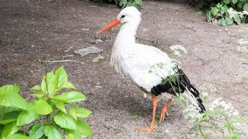 Bird white stork is a genus of birds from the order of ankle. A large marsh bird from the stork family. photo