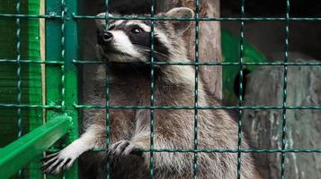 A raccoon in a cage in a zoo is scanning the grill. Portrait of a raccoon looking at the camera without touching the eyes. genus of predatory mammals of the raccoon family. inhabitants of America.