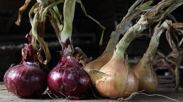 Fresh large onion yellow and purple onions on a very old oak wooden board outdoors. Perennial herb of the Onion family, a widespread vegetable crop. photo