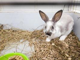 Home decorative rabbit in a gray cage of gray-white color. Rabbit eats from a green bowl. A series of photos of a cute and fluffy rodent pet. Little easter holiday symbol, easter bunny