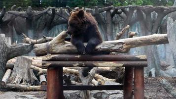 A large pensive brown bear sitting in a zoo behind glass. A circus animal sits in a magnificent pose and thinking. photo