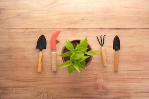 gardening tools and plant on a table with copy space photo