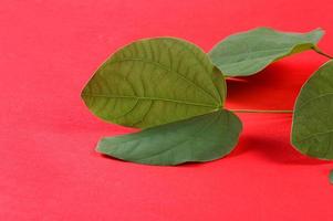 Indian Festival Dussehra, showing golden leaf on red background. Greeting card. photo