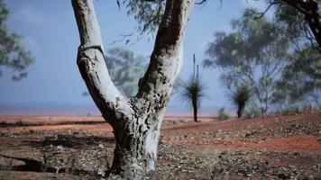 hermoso paisaje con árbol en África video