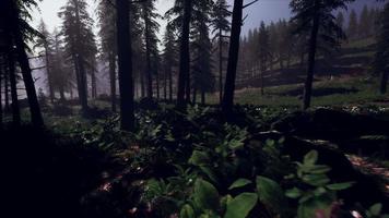8k misty carpathian spruce forest at night video