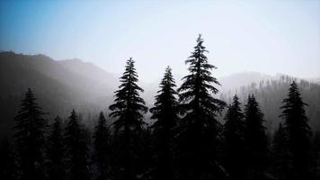 Árboles de cono cubiertos de nieve de invierno de 8k en la ladera de la montaña video