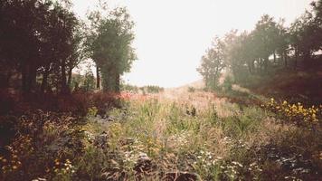 malerischer Panoramablick auf idyllische Hügellandschaft mit blühenden Wiesen video