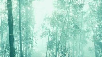 forêt verte de bambou dans le brouillard du matin video