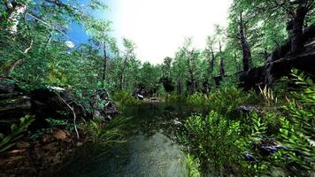 pequeño estanque en el bosque con rocas cubiertas de musgo video