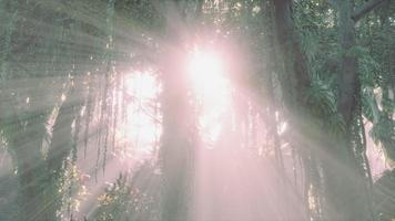 misty rainforest and bright sun beams through trees branches
